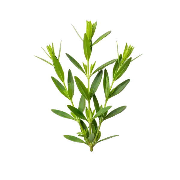 Tallo de romero fresco con hojas verdes brillantes, ideal para la cocina saludable y la aromaterapia.