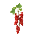 Redcurrant bunch on the branch with green leaves, fresh and ripe, perfect for organic gardening and healthy eating.