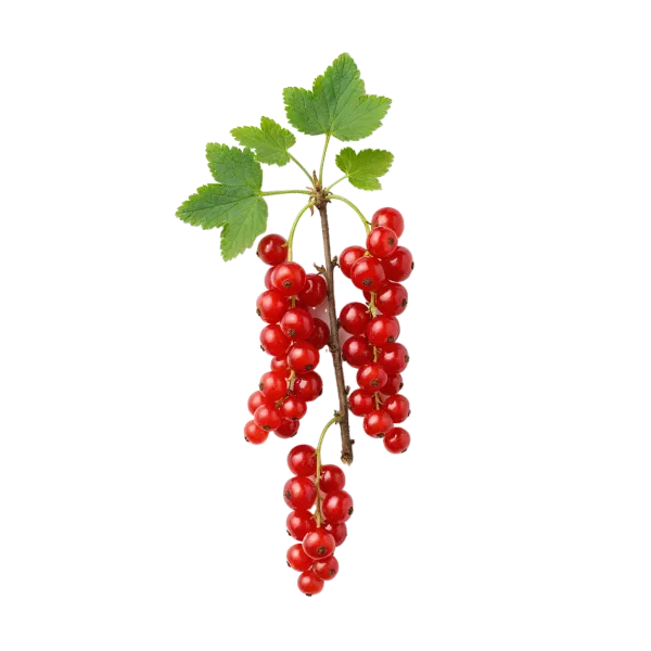 Redcurrant bunch on the branch with green leaves, fresh and ripe, perfect for organic gardening and healthy eating.