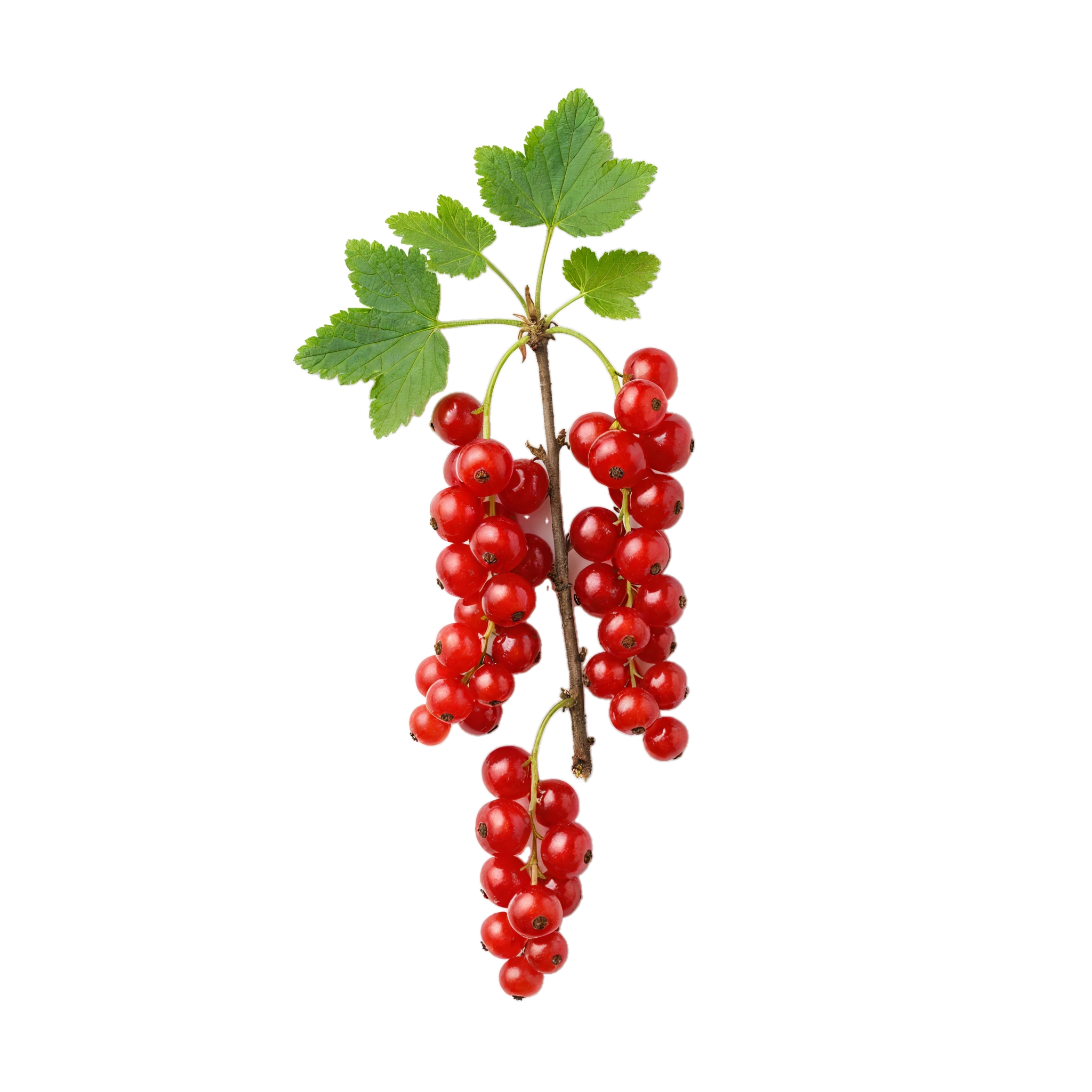 Redcurrant bunch on the branch with green leaves, fresh and ripe, perfect for organic gardening and healthy eating.