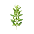 Hierba aromática fresca y ecológica, ideal para cocina saludable y natural, cultivada en huerto.bio, con prácticas sostenibles y orgánicas.