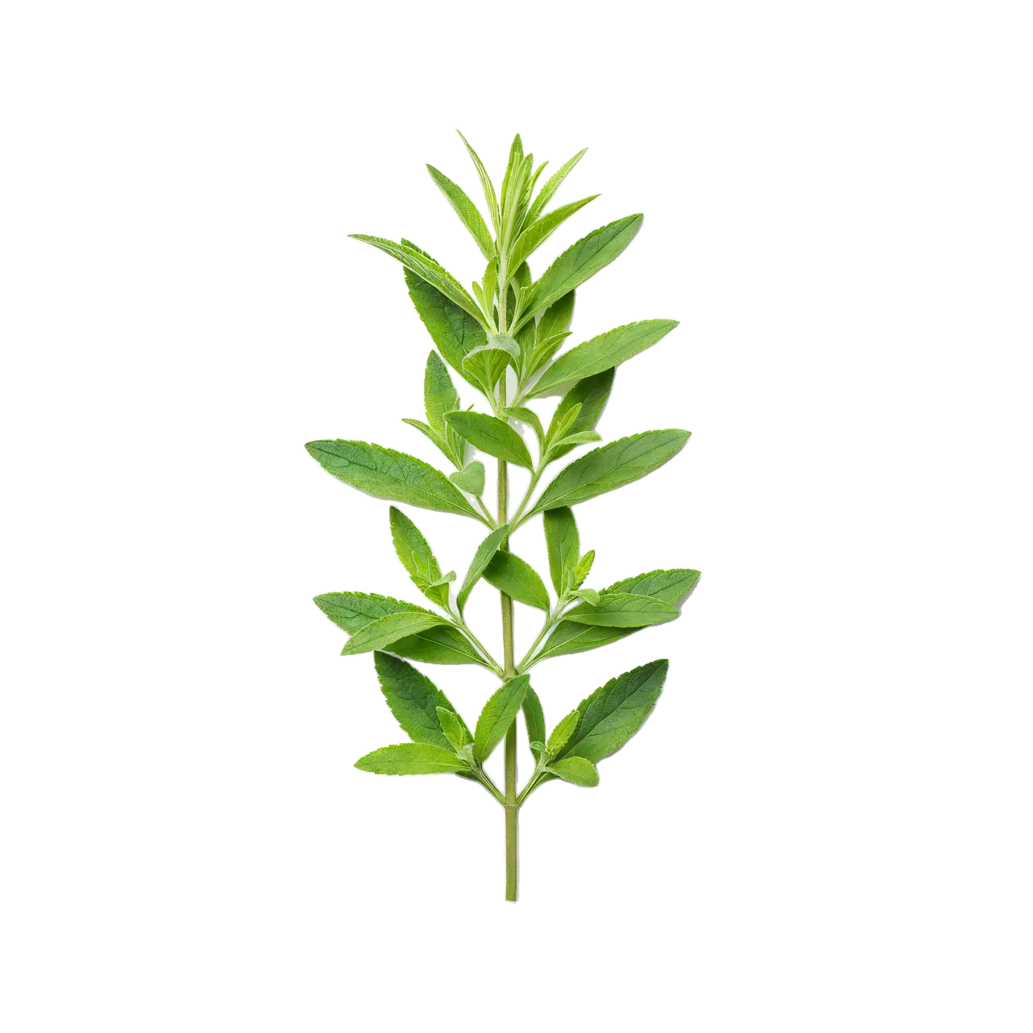 Hierba aromática fresca y ecológica, ideal para cocina saludable y natural, cultivada en huerto.bio, con prácticas sostenibles y orgánicas.