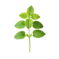 Hoja de menta fresca, planta aromática ecológica cultivada en huertos orgánicos, ideal para cocinar y preparar infusiones saludables.