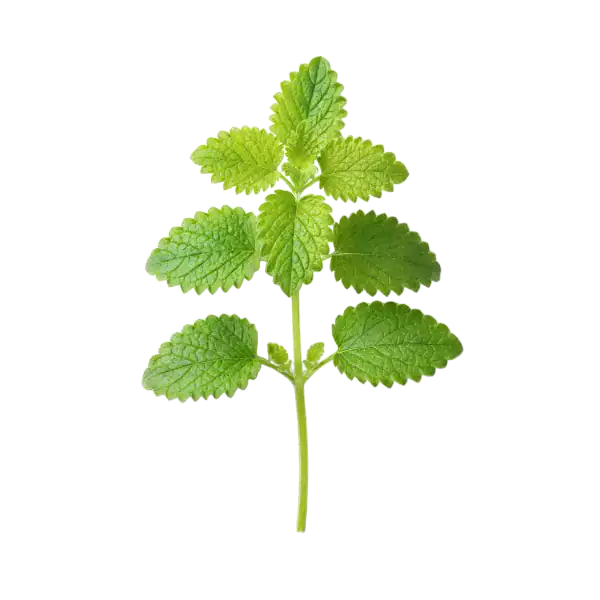 Hoja de menta fresca, planta aromática ecológica cultivada en huertos orgánicos, ideal para cocinar y preparar infusiones saludables.