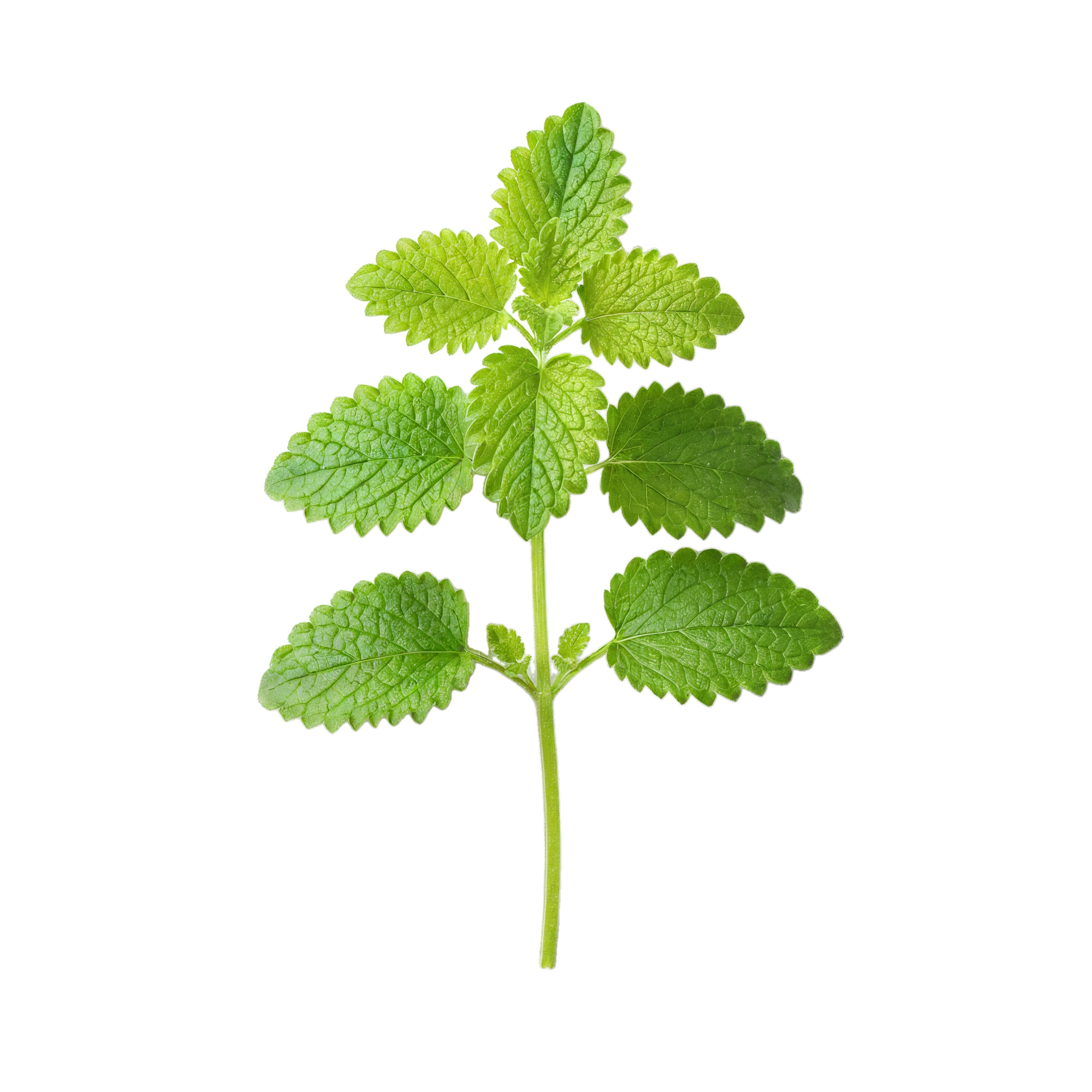 Hoja de menta fresca, planta aromática ecológica cultivada en huertos orgánicos, ideal para cocinar y preparar infusiones saludables.