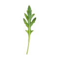 Aro verde de rúcula con fondo blanco, ideal para recetas saludables y cocina ecológica.