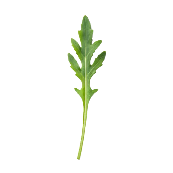 Aro verde de rúcula con fondo blanco, ideal para recetas saludables y cocina ecológica.