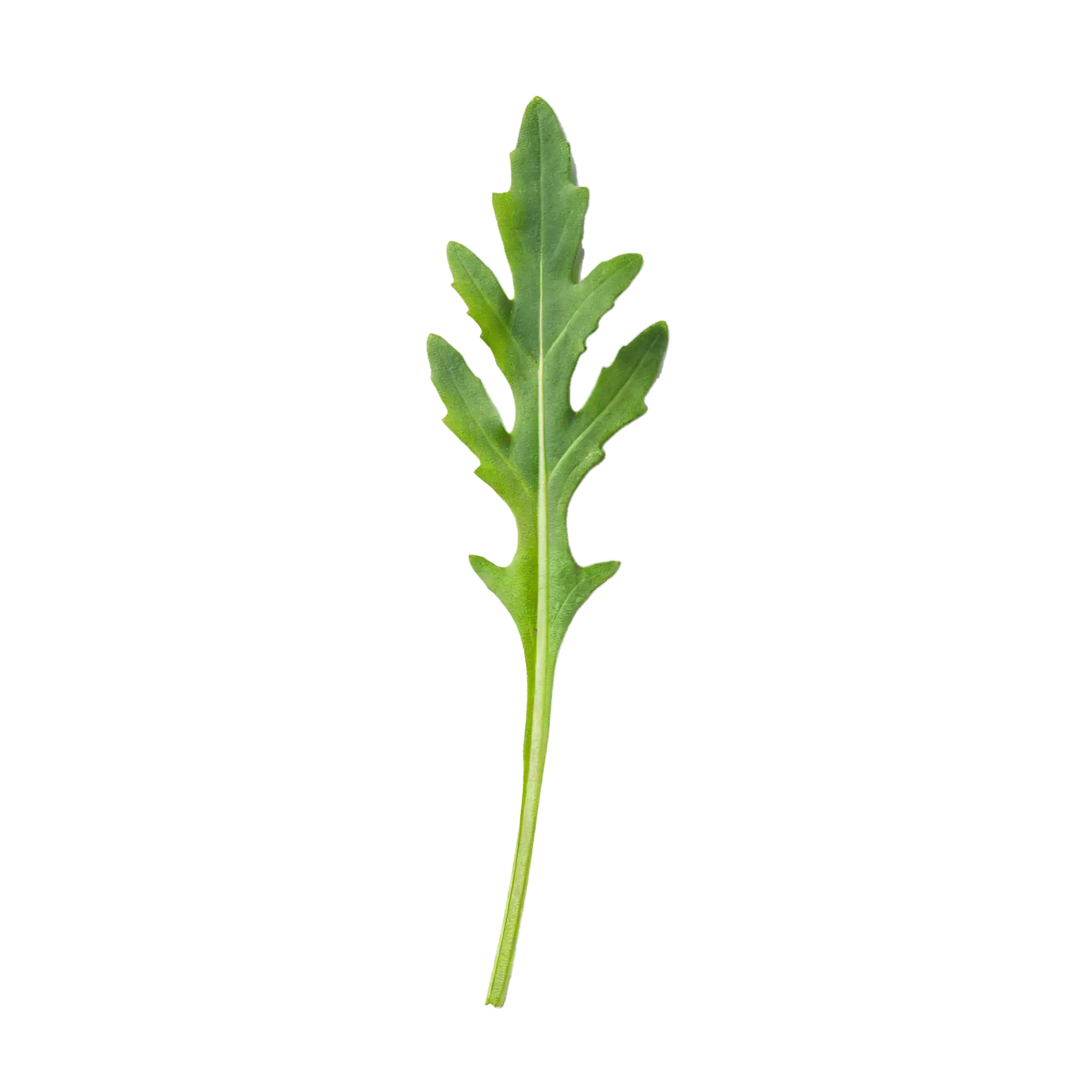 Aro verde de rúcula con fondo blanco, ideal para recetas saludables y cocina ecológica.