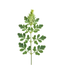 Hierba medicinal de perejil planta fresca para huerto ecológico, perfecta para cocina saludable y remedios naturales, cultivo orgánico en huerto.bio.
