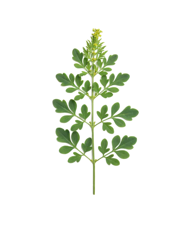 Hierba medicinal de perejil planta fresca para huerto ecológico, perfecta para cocina saludable y remedios naturales, cultivo orgánico en huerto.bio.