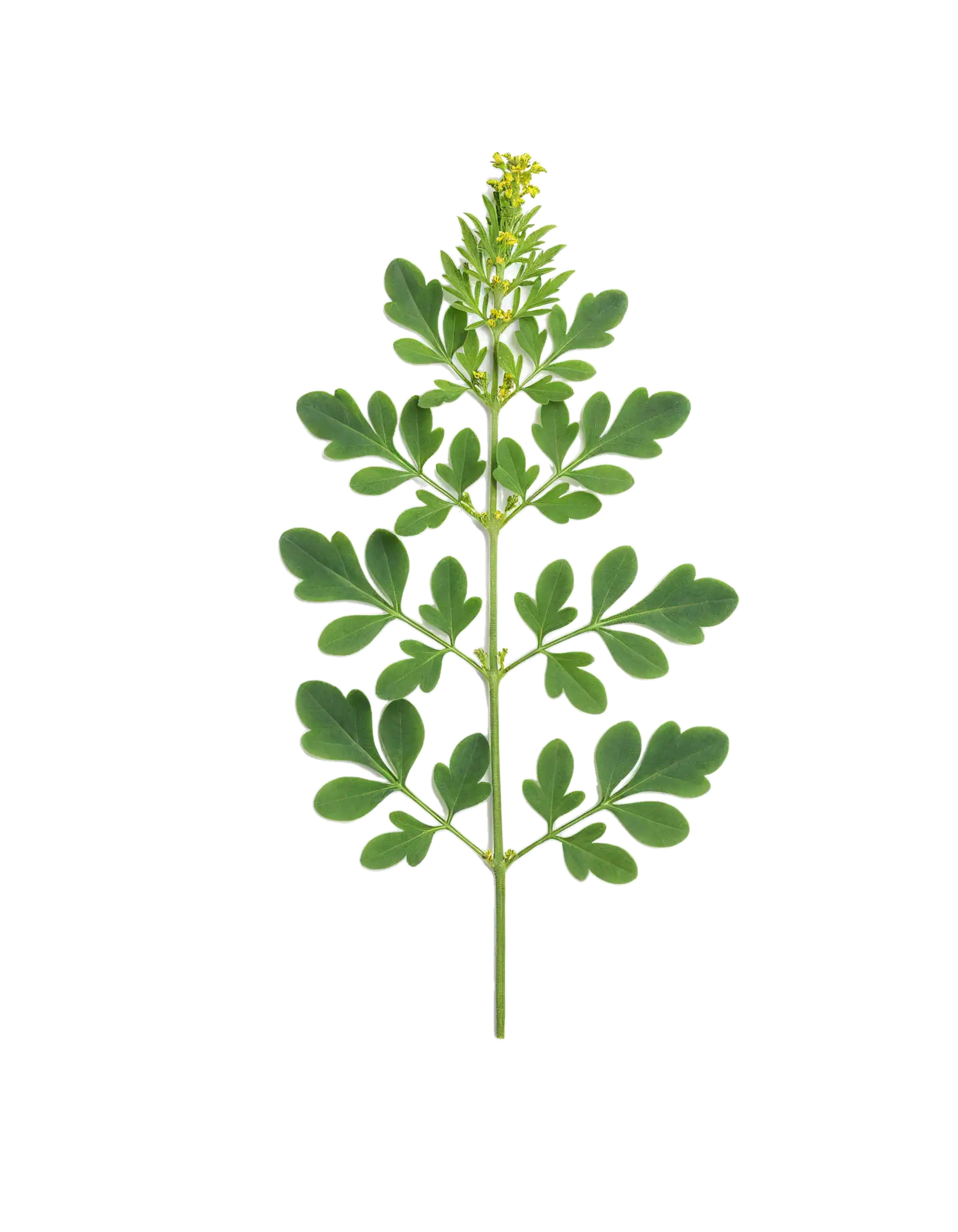 Hierba medicinal de perejil planta fresca para huerto ecológico, perfecta para cocina saludable y remedios naturales, cultivo orgánico en huerto.bio.