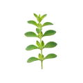 Hierba fresca de menta, planta aromática ecológica para huerto bio y cocina saludable, con hojas verdes y aroma intenso.