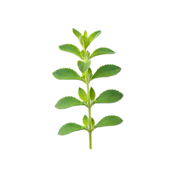 Hierba fresca de menta, planta aromática ecológica para huerto bio y cocina saludable, con hojas verdes y aroma intenso.