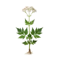 Hierba Artemisia en flor, planta aromática ecológica para huerto orgánico, cultivo biodinámico, ideal para jardinería natural y agricultura sostenible, sin pesticidas ni químicos.