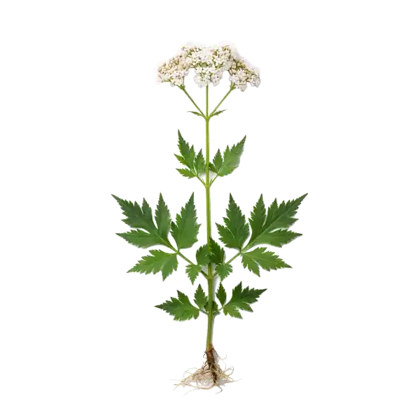 Hierba Artemisia en flor, planta aromática ecológica para huerto orgánico, cultivo biodinámico, ideal para jardinería natural y agricultura sostenible, sin pesticidas ni químicos.
