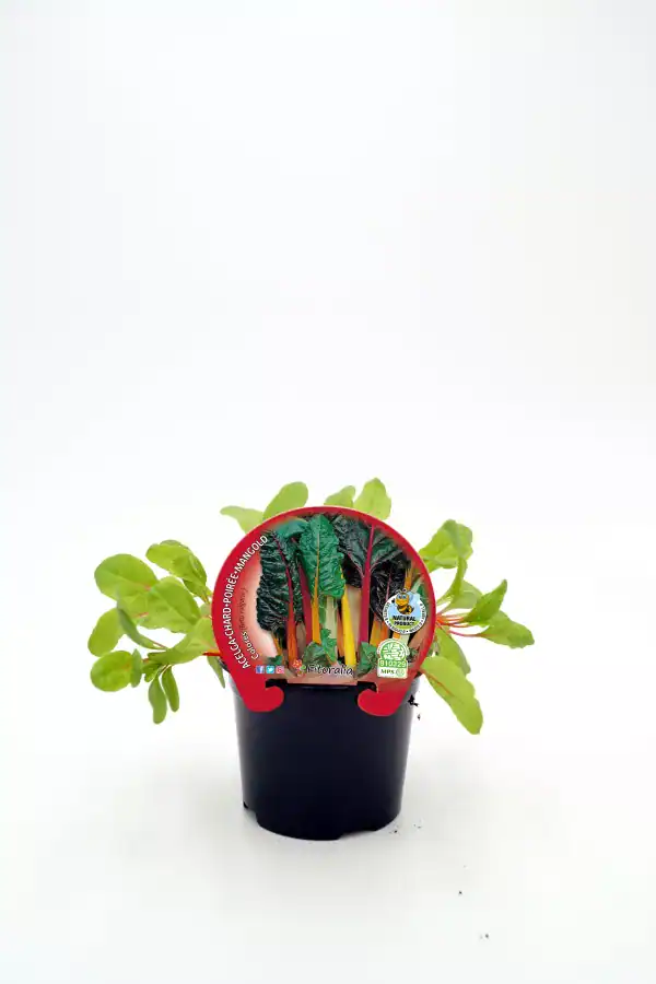 Verduras ecológicas en maceta, acelga y remolacha, cultivo orgánico, huerto ecológico, agricultura sostenible, huerto urbano, productos bio frescos, plantas de verduras, cultivo natural.