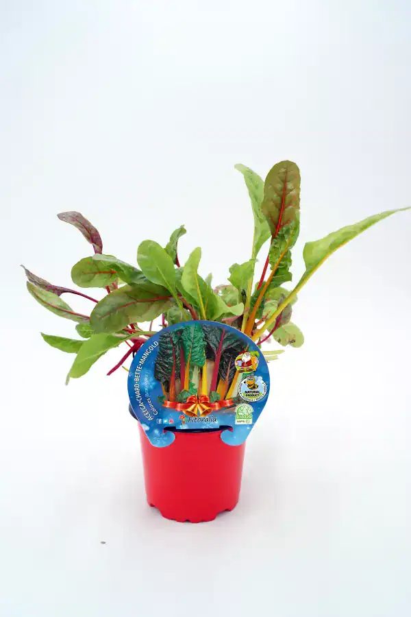 Verduras de hoja ecológicas en maceta, cultivo orgánico, saludable y sostenible, ideal para huertos urbanos y jardines, promoviendo alimentación natural y ecológica.