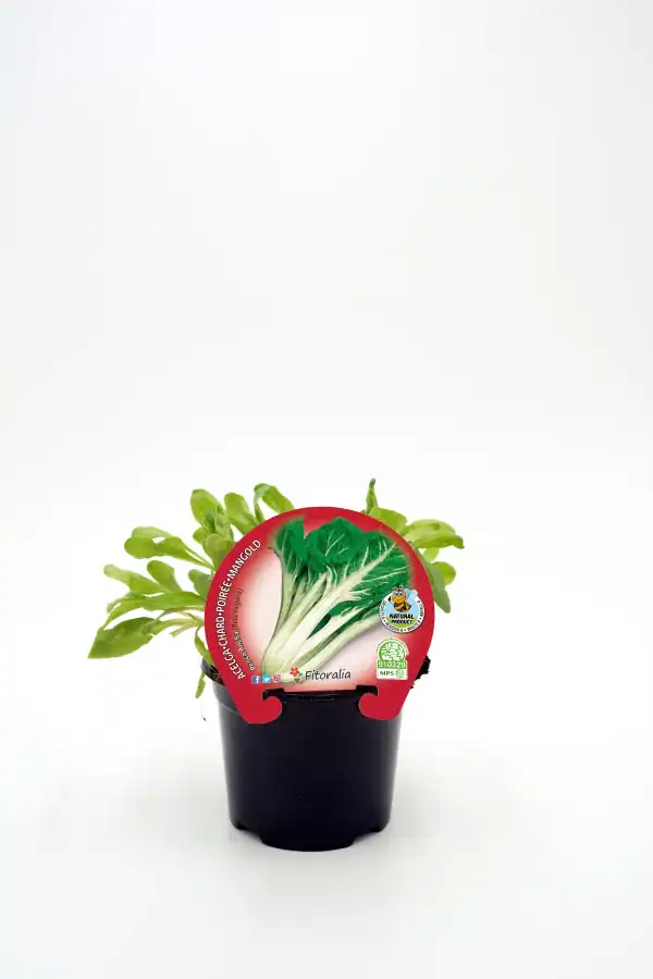 Verdura de lechuga romanesca ecológica en maceta para huerto urbano y agricultura sostenible.