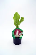 Cherrí radicchio en maceta, verduras orgánicas, cultivo ecológico, planta saludable, huerto urbano, semillas de calidad, alimentos naturales, huerto.bio.