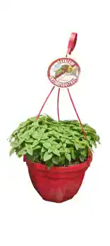 Llavero antimosquitos con planta de albahaca en maceta roja, ideal para repeler mosquitos y disfrutar del verano sin molestias.