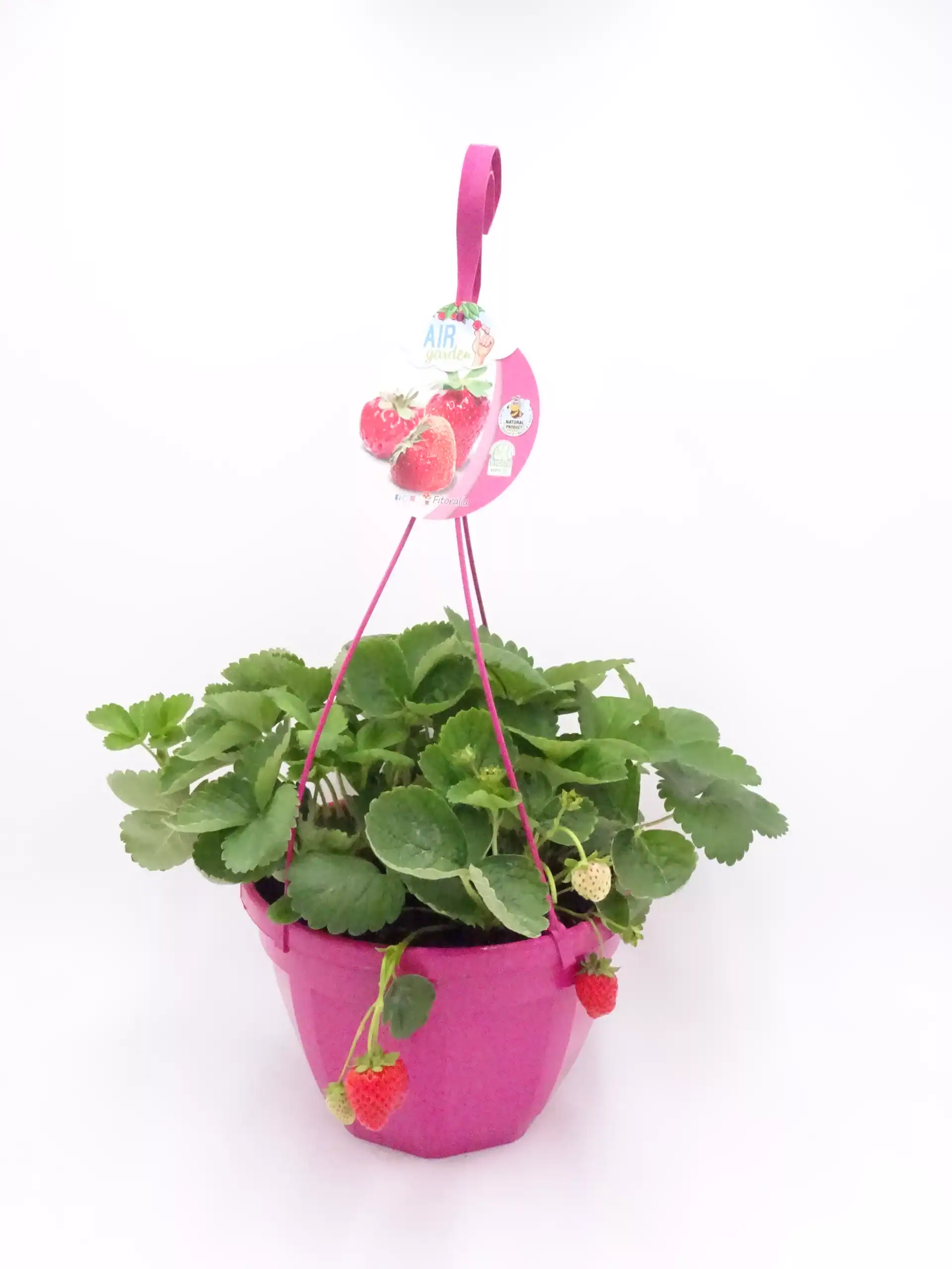 Variedad de plantas de fresa en maceta rosa, ideales para cultivo ecológico y en espacios pequeños, promoviendo la agricultura sostenible y el consumo saludable.