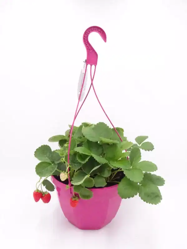 Rocia de fresa cultivada en maceta rosa con sistema de riego por taza, ideal para huertos urbanos y agricultura ecológica.