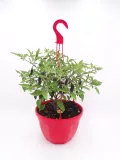Mini pimiento en maceta con tijeras de poda rojas colgadas, cultivo ecológico, huerto orgánico, plantas saludables, jardinería sostenible, agricultura biodiversa, horticultura natural.