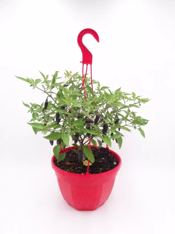 Mini pimiento en maceta con tijeras de poda rojas colgadas, cultivo ecológico, huerto orgánico, plantas saludables, jardinería sostenible, agricultura biodiversa, horticultura natural.