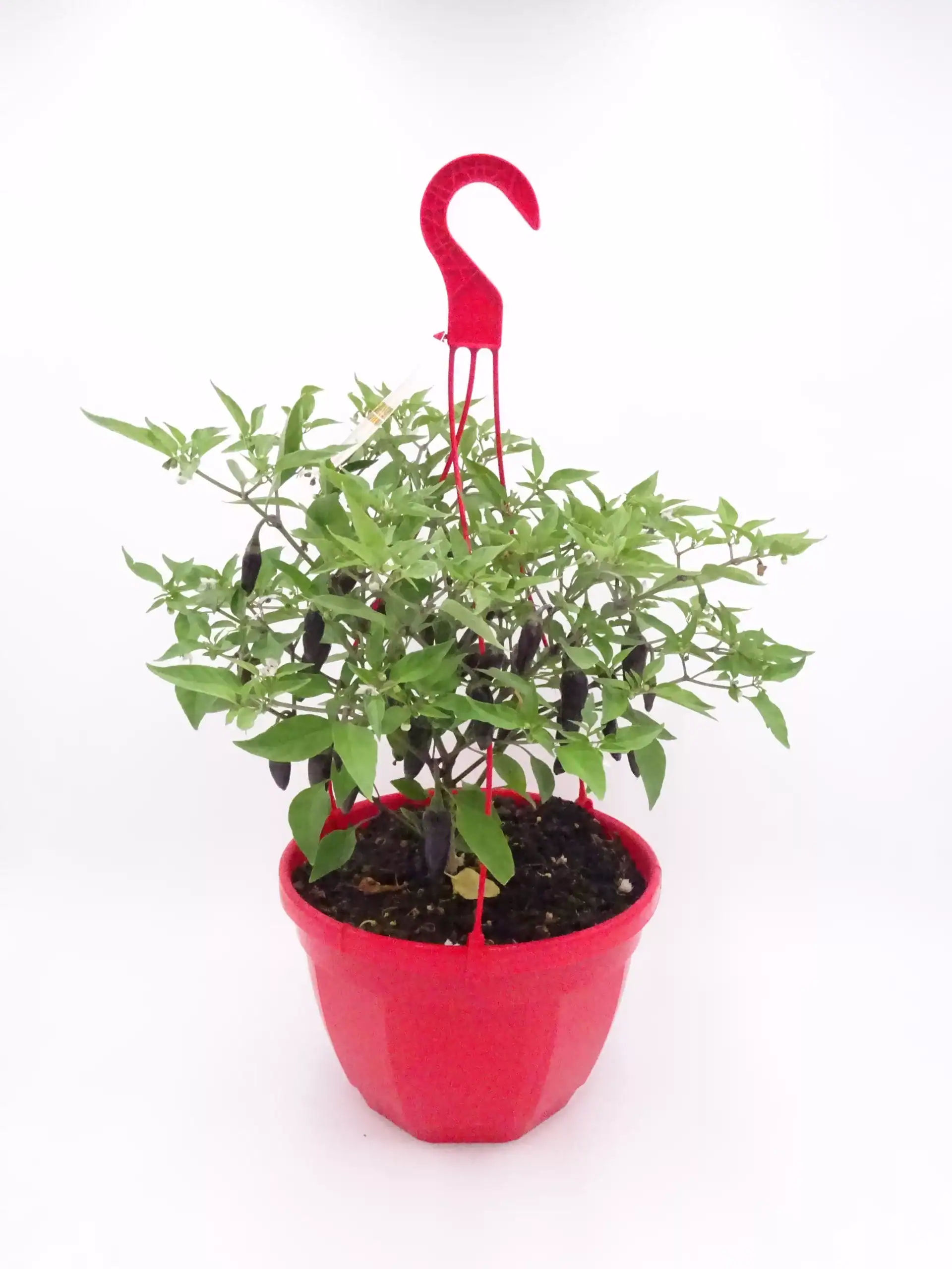Mini pimiento en maceta con tijeras de poda rojas colgadas, cultivo ecológico, huerto orgánico, plantas saludables, jardinería sostenible, agricultura biodiversa, horticultura natural.