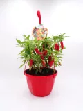 Ají picante en maceta roja, cultivo ecológico, cultivo en casa, huerto urbano, semillas de pimiento, planta de jardín, agricultura orgánica, decorativa y comestible.