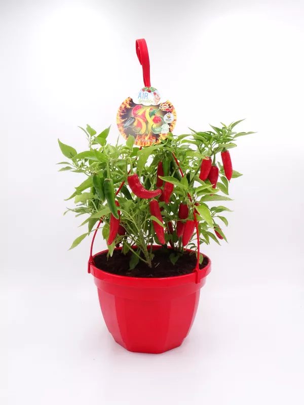 Ají picante en maceta roja, cultivo ecológico, cultivo en casa, huerto urbano, semillas de pimiento, planta de jardín, agricultura orgánica, decorativa y comestible.