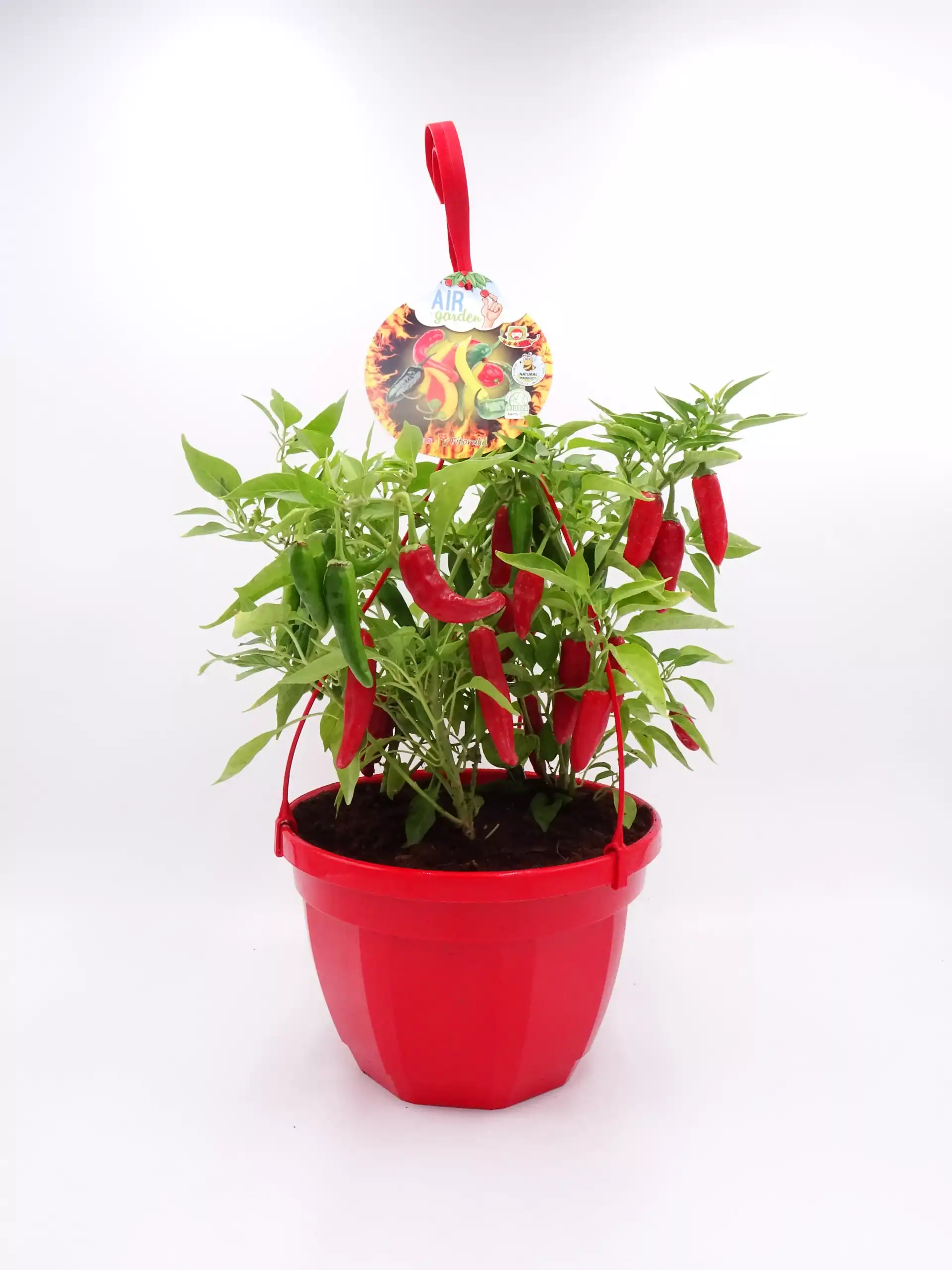 Ají picante en maceta roja, cultivo ecológico, cultivo en casa, huerto urbano, semillas de pimiento, planta de jardín, agricultura orgánica, decorativa y comestible.