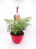 Planta de pimiento en maceta roja, cultivo ecológico y orgánico, ideal para huertos urbanos, fácil de cuidar y producir pimientos frescos en casa.