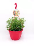 Planta de pimiento en maceta con sistema de soporte y etiqueta colorida, cultivada en huerto ecológico, ideal para jardinería urbana y cultivo orgánico de hortalizas.