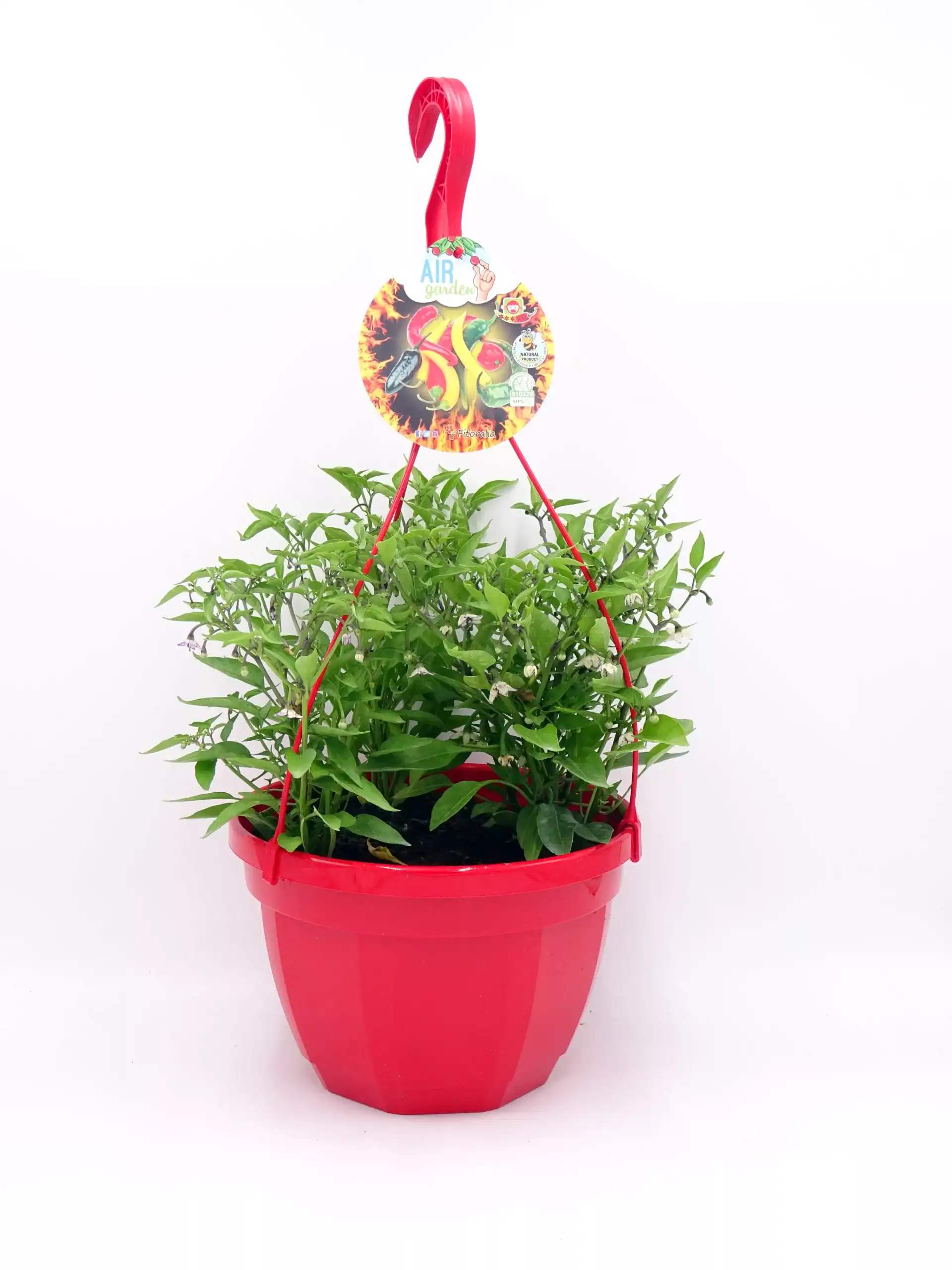 Planta de pimiento en maceta con sistema de soporte y etiqueta colorida, cultivada en huerto ecológico, ideal para jardinería urbana y cultivo orgánico de hortalizas.