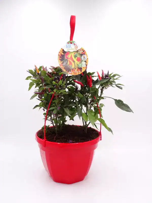 Chili en maceta roja, cultivo ecológico y orgánico, ideal para huertos urbanos y agricultura sostenible, con etiqueta de promoción de plantas comestibles y cultivo bio.