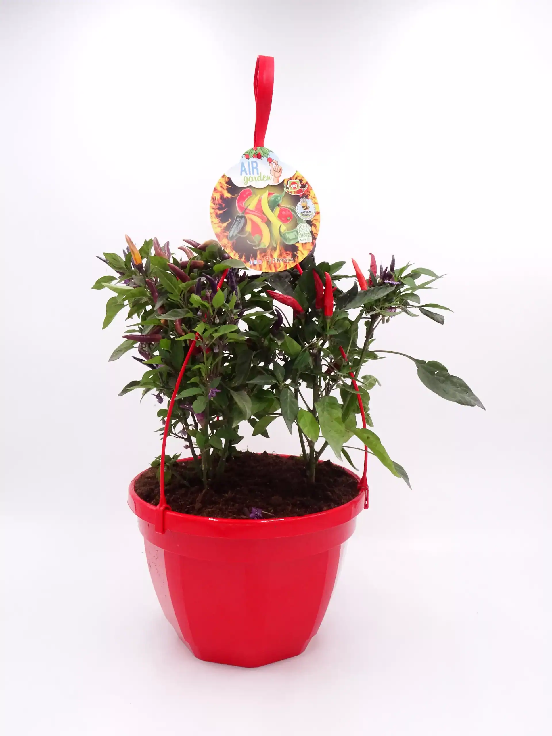 Chili en maceta roja, cultivo ecológico y orgánico, ideal para huertos urbanos y agricultura sostenible, con etiqueta de promoción de plantas comestibles y cultivo bio.