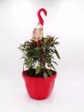 Ramo de chile en maceta roja, ideal para cultivo ecológico, con flores y frutos en crecimiento, perfecto para huertos urbanos y jardines sostenibles.