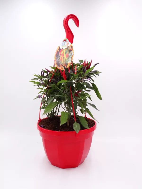 Ramo de chile en maceta roja, ideal para cultivo ecológico, con flores y frutos en crecimiento, perfecto para huertos urbanos y jardines sostenibles.