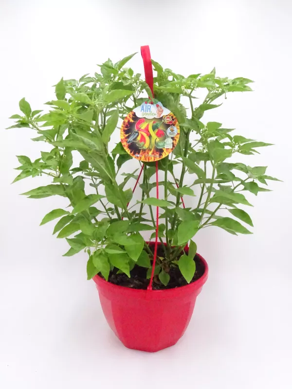 Chili plantita en maceta para cultivo en interiores o exteriores, ideal para huertos urbanos y cocina ecológica, cultivo ecológico de chiles y guindillas.