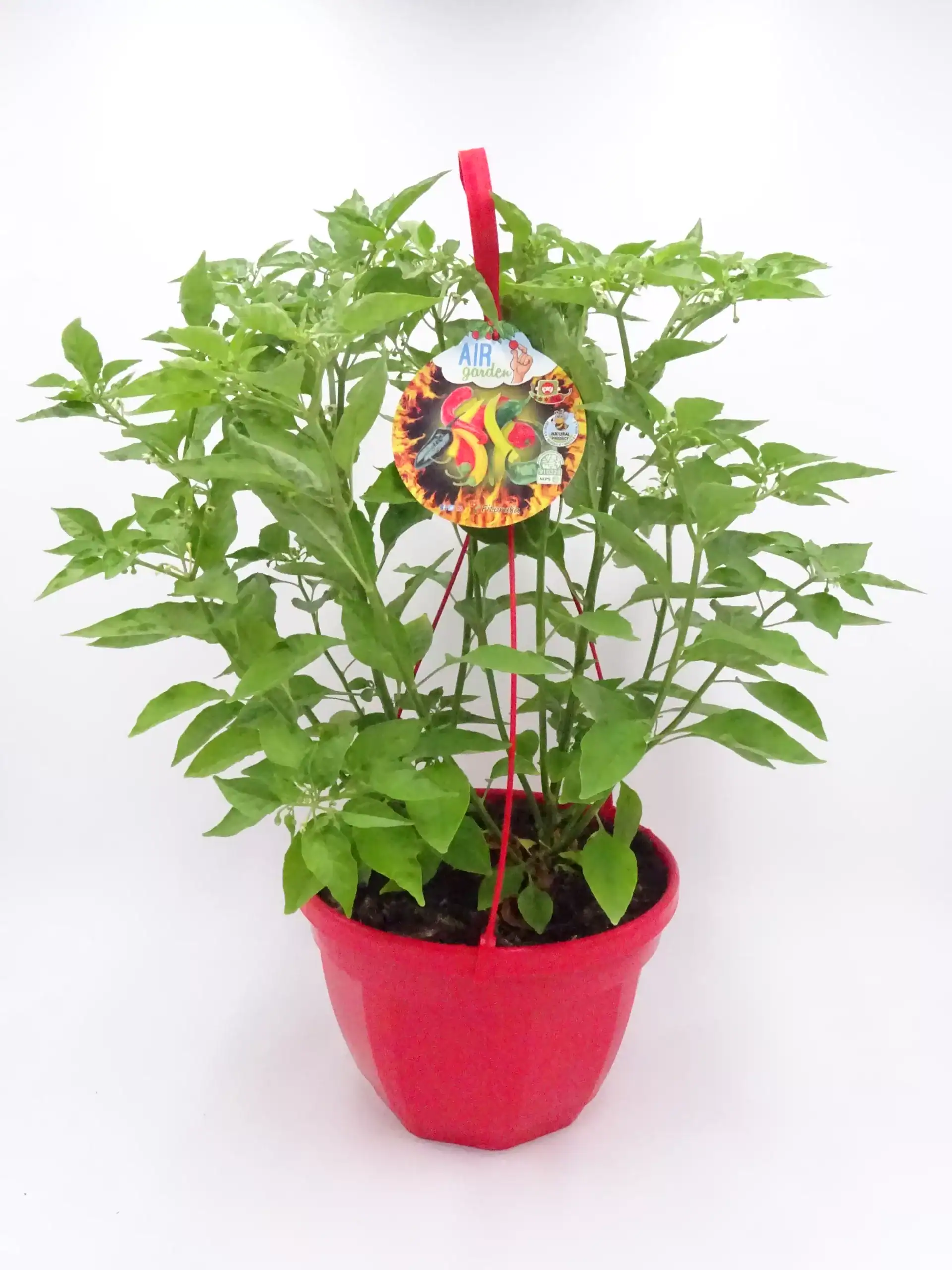 Chili plantita en maceta para cultivo en interiores o exteriores, ideal para huertos urbanos y cocina ecológica, cultivo ecológico de chiles y guindillas.
