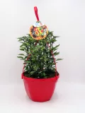 Verde brillante planta de pimientos en maceta roja con etiqueta de semillas de huerto urbano, fácil de cultivar y ideal para huertos ecológicos y cultivo en casa.