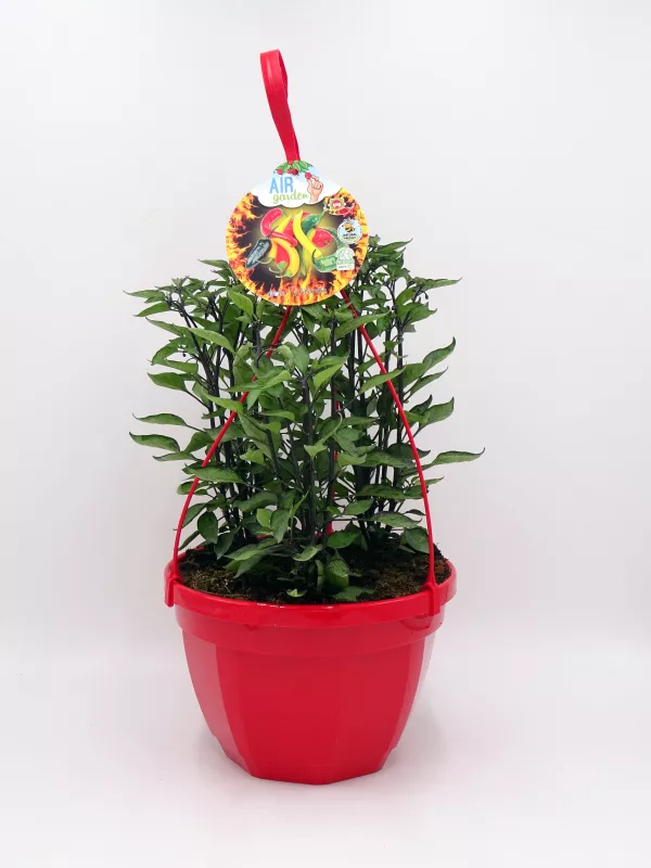 Verde brillante planta de pimientos en maceta roja con etiqueta de semillas de huerto urbano, fácil de cultivar y ideal para huertos ecológicos y cultivo en casa.