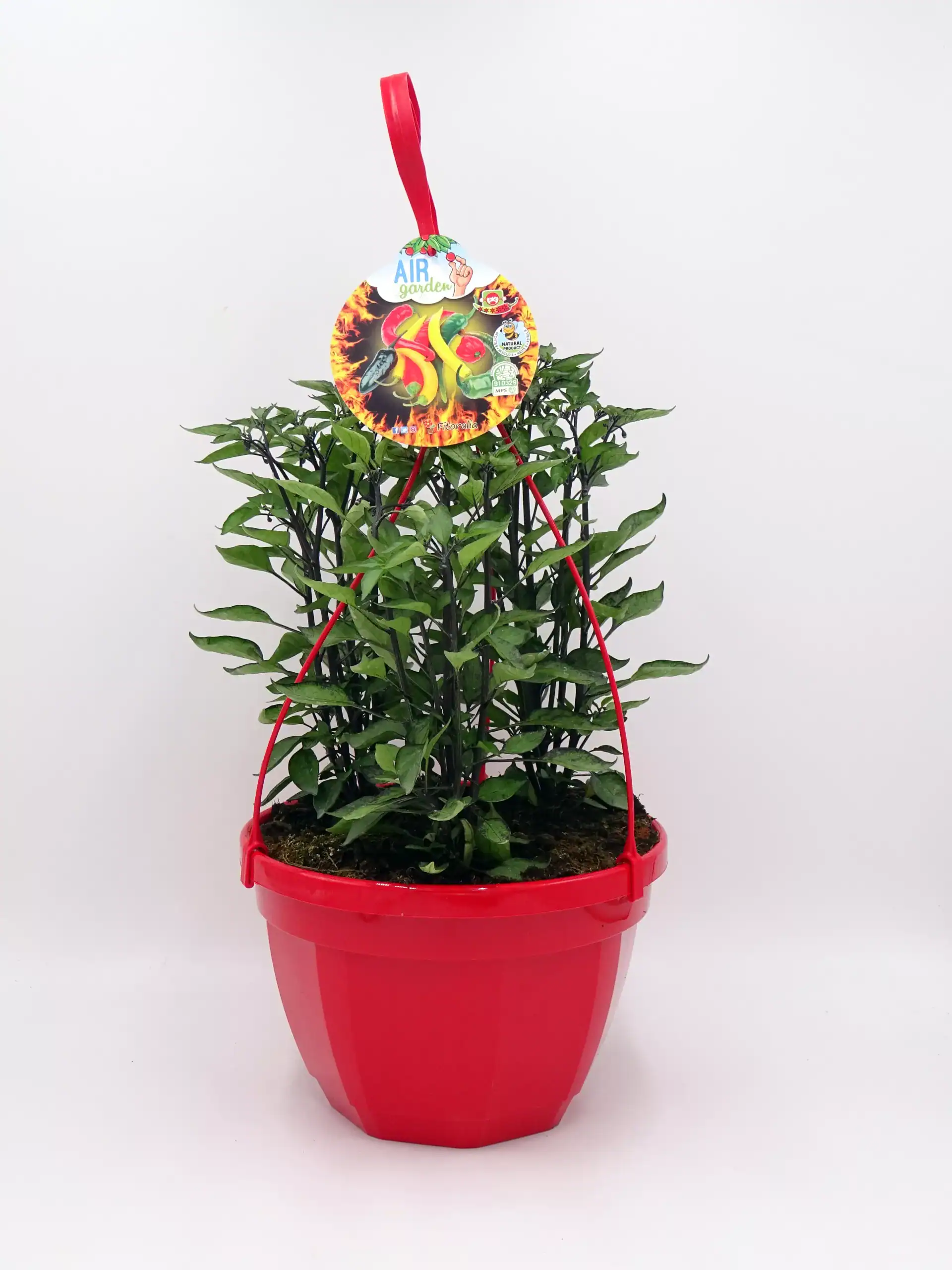 Verde brillante planta de pimientos en maceta roja con etiqueta de semillas de huerto urbano, fácil de cultivar y ideal para huertos ecológicos y cultivo en casa.