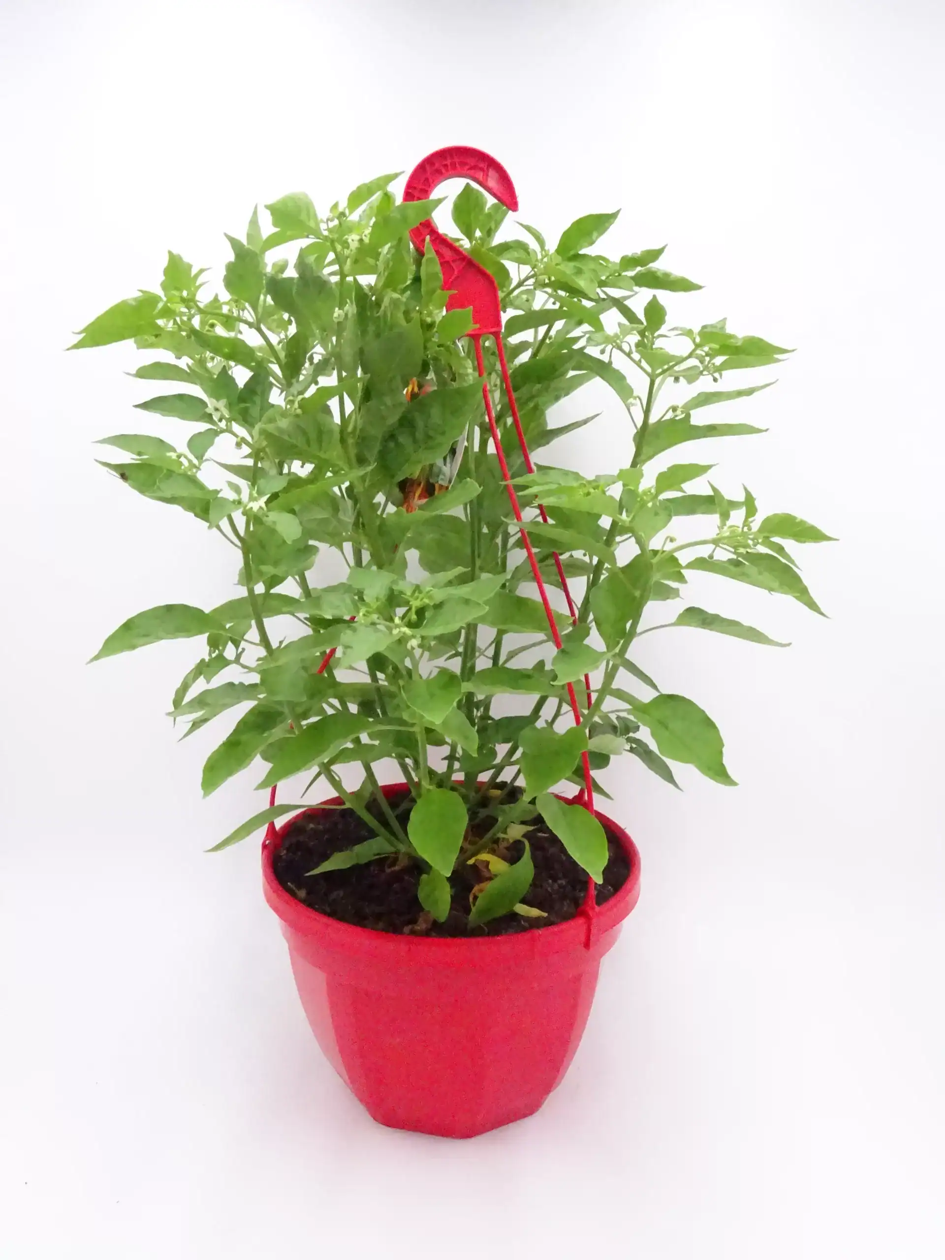 Planta de pimiento en maceta con un sistema de soporte para su crecimiento, cultivo ecológico y sostenible en huerto orgánico.