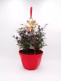 Planta ornamental en maceta roja, perfecta para decoración y jardinería ecológica, cultivada con métodos sostenibles y libres de químicos en huerto.bio.
