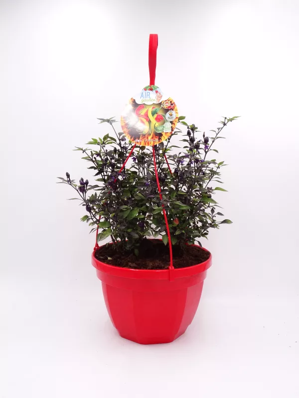 Planta ornamental en maceta roja, perfecta para decoración y jardinería ecológica, cultivada con métodos sostenibles y libres de químicos en huerto.bio.