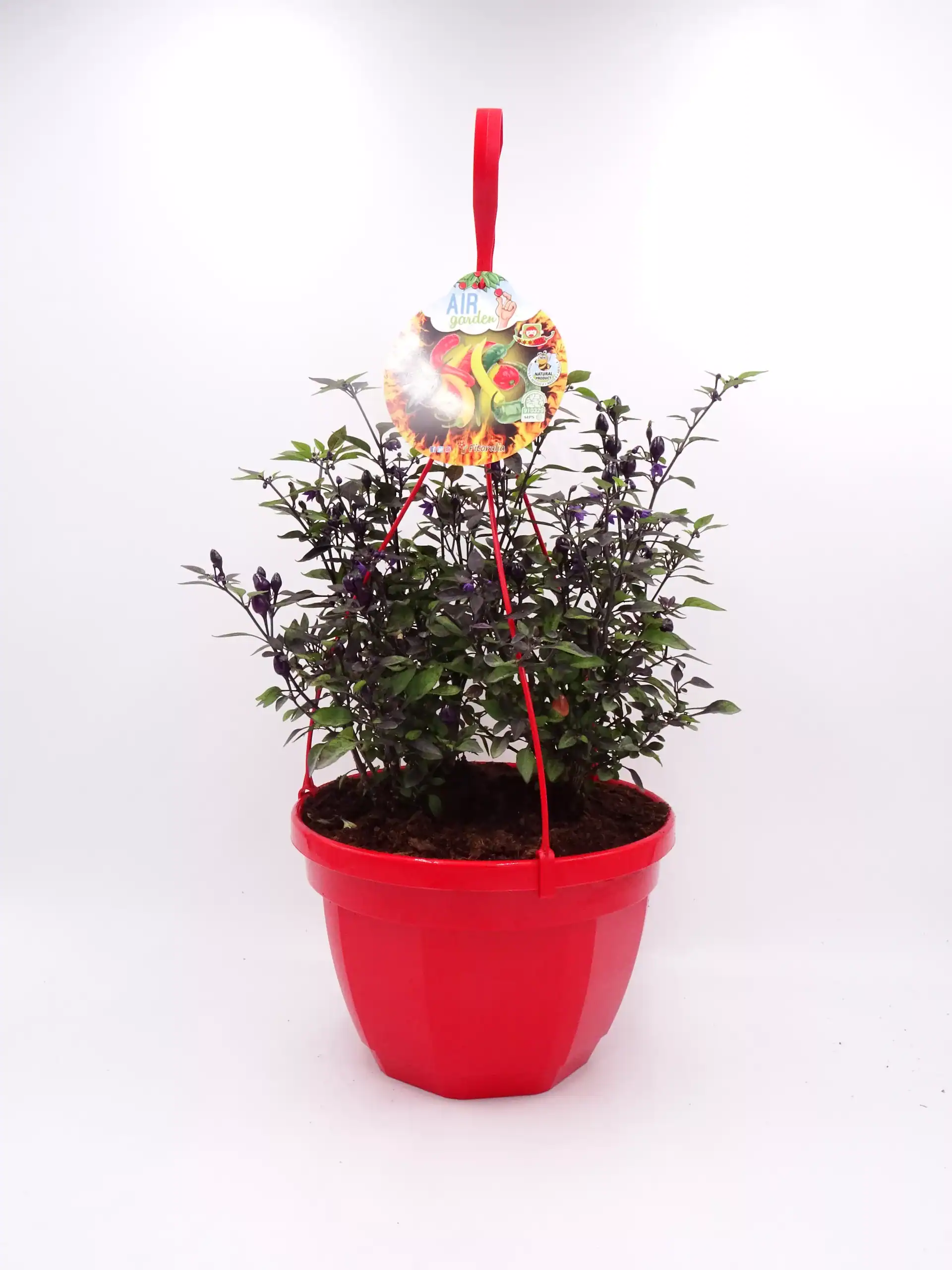 Planta ornamental en maceta roja, perfecta para decoración y jardinería ecológica, cultivada con métodos sostenibles y libres de químicos en huerto.bio.