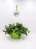 Innovador cultivo de guisante en maceta con sistema de aireación, ideal para agricultura urbana y huertos ecológicos, promoviendo plantas saludables y sostenibles.