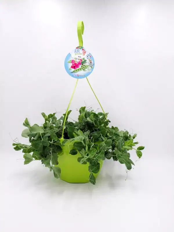 Innovador cultivo de guisante en maceta con sistema de aireación, ideal para agricultura urbana y huertos ecológicos, promoviendo plantas saludables y sostenibles.